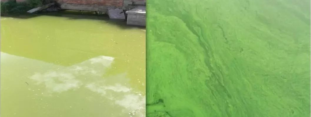 14方联合体通过资格预审 江苏泰州市海陵区城市生态水环境治理PPP项目资格预审结果公告