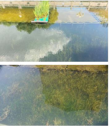水生态修复复与?；すこ贪ň肮鬯逍薷从氡；すこ?>
					</div>


					<div   id=